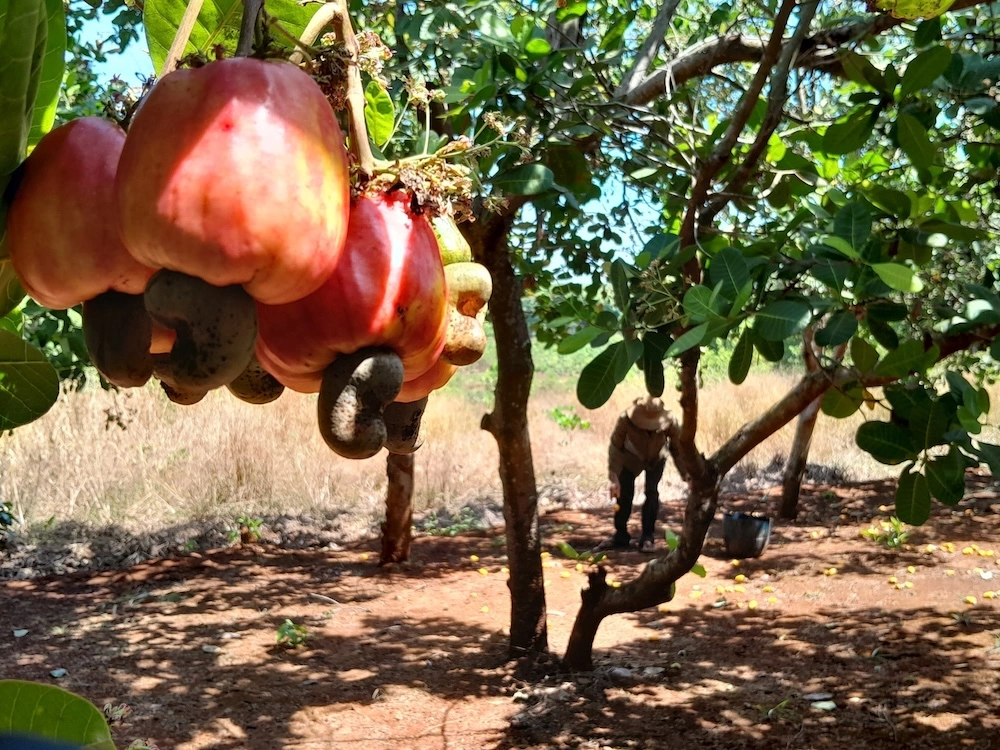 Bình Phước, Vietnam — cashew heartland